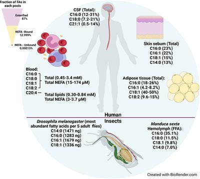 Fatty acid uptake in Trypanosoma brucei: Host resources and possible mechanisms